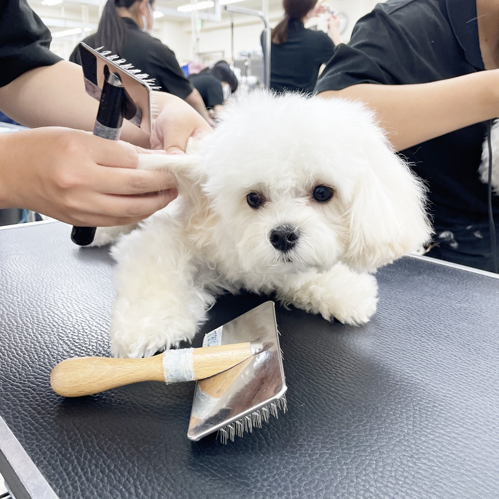 たくさんの犬種が来てくれます！